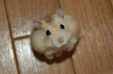 見た瞬間1発koされてしまいそうな、かわいい動物の赤ちゃんたちの写真いろいろ Gigazine