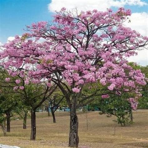 Jual Pohon Tabebuya Ukuran Besar Untuk Taman Penghijauan