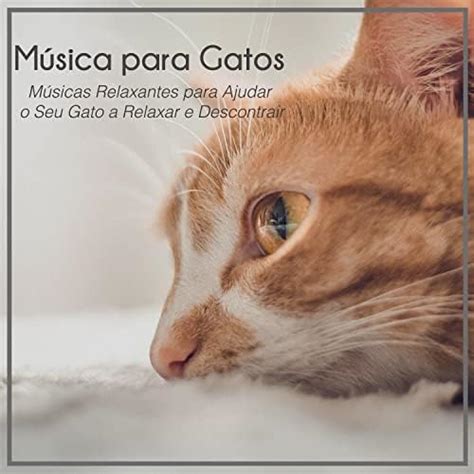 Amazon Co Jp M Sica Para Gatos M Sicas Relaxantes Para Ajudar O Seu