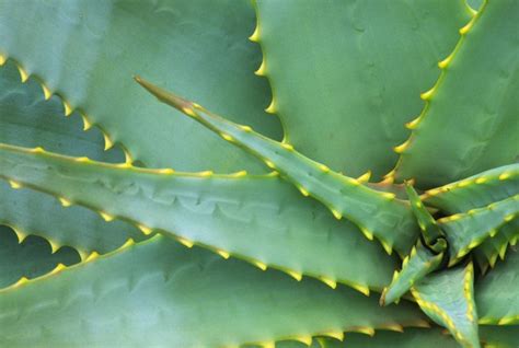 Agave Nectar Benefits