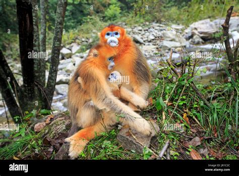 Golden Snub Nosed Monkey Rhinopithecus Roxellana Embrace Between Male