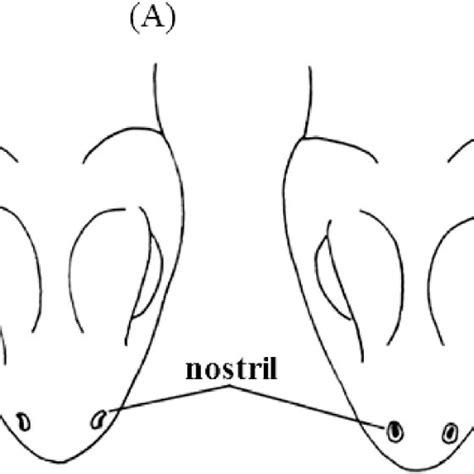 Key characteristics of Draco lizards: (A) ventral view of Draco lizards ...