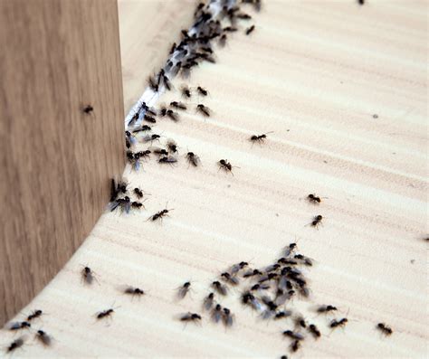 Tiny Invaders: Ants in Residential Areas and How Pest Control Companies