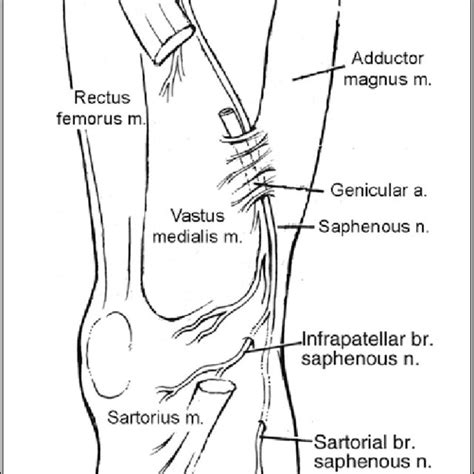 The Saphenous Nerve At The Knee Dissection Courtesy Of Bodies The Download Scientific Diagram