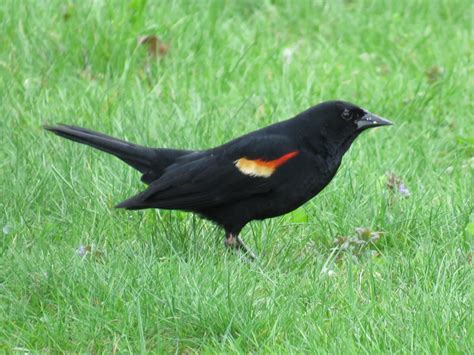 Common Types Of Backyard Birds In The Northeast Owlcation