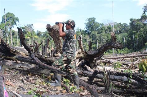 Indigenous Community In Peru Losing Forests To Timber Drug Land