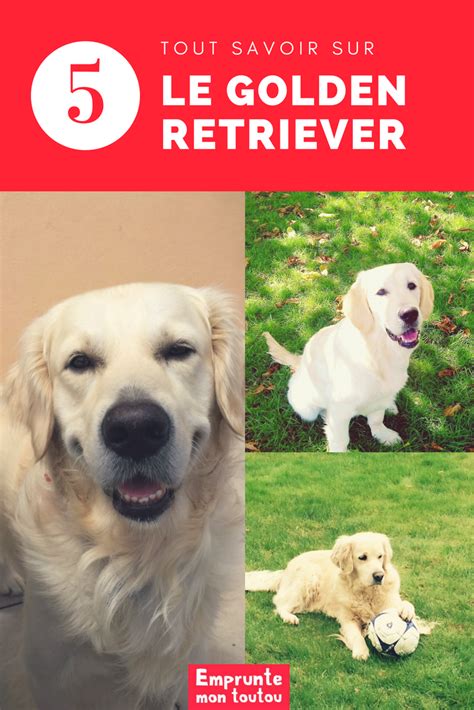 Tout Savoir Sur Le Golden Retriever Artofit