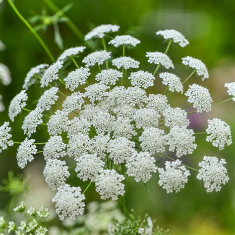 Ammi Bishops Flower Ammi Majus Laceflower Bullwort False Queen Ann