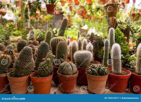 Tiendas De Plantas De Hogar Cactus De Diferentes Formas En Macetas