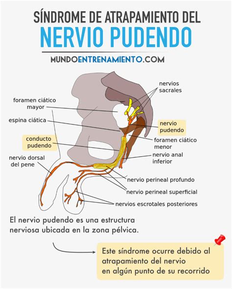 Nervio pudendo Anatomía lesiones y tratamiento1 Guía