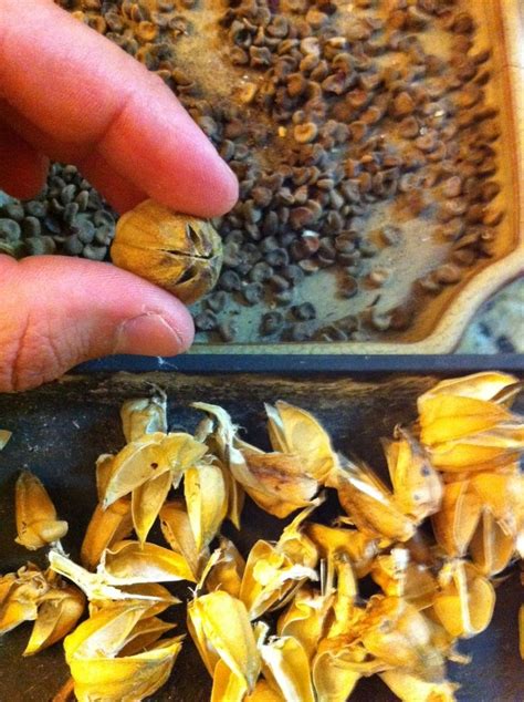 Hibiscus seeds being separated from the seed pods. | Hibiscus plant, Edible landscaping ...