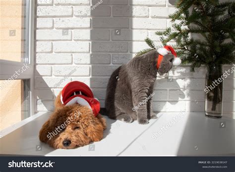 Small Ginger Poodle Dog Santa Suit Stock Photo 2219038147 Shutterstock
