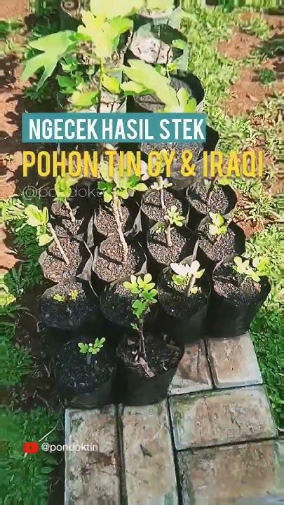 Setelah Pindah Dari Gelas Plastik Ini Penampakan Hari Kedua Stek Pohon