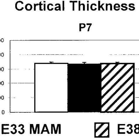 On The Left Is A Photomicrograph Of Brdu Immunoreactivity In Mature