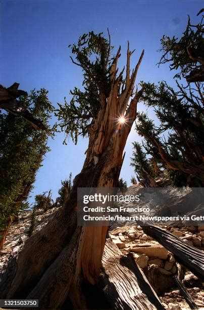 76 Methuselah Tree Stock Photos, High-Res Pictures, and Images - Getty Images