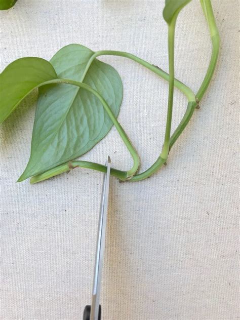 Pothos Propagation: How to Grow Pothos Cuttings - NATALIE LINDA