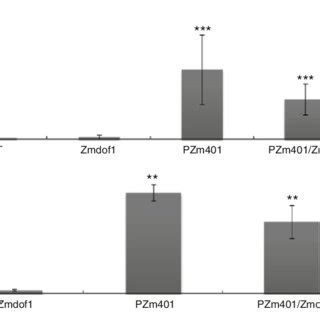 Quantitative Analysis Of GUS Activity Mature Pollen Collected From