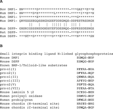 Bone Morphogenetic Protein 1 Tolloid Like Proteinases Process Dentin