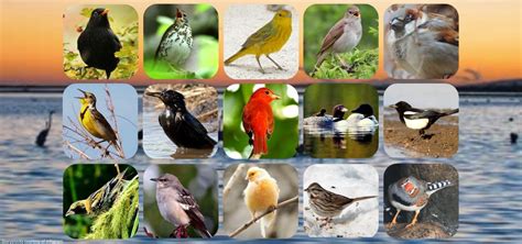 Birdsong Definition Bird Vocalization Sounds And Facts Britannica