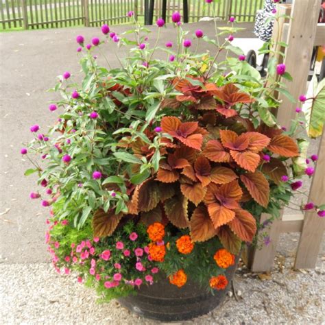 Coleus Inferno Rcop