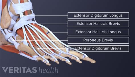 All About Ankle Sprains And Strains Sports Health