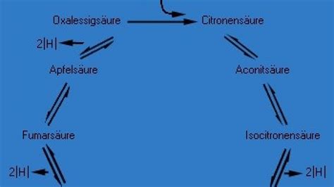 Citronens Urezyklus Wissen De