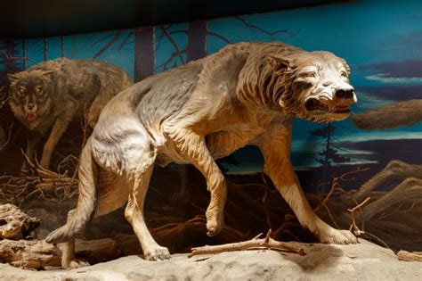 Our Evolving Understanding Of Dire Wolves Natural History Museum