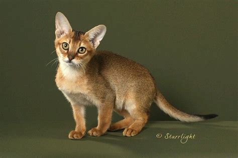 Chausie Cats Abyssinian Cats Chausie Cat Cat Breeds