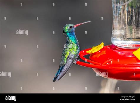 A Broad Billed Hummingbird In Madera Canyon Arizona Stock Photo Alamy