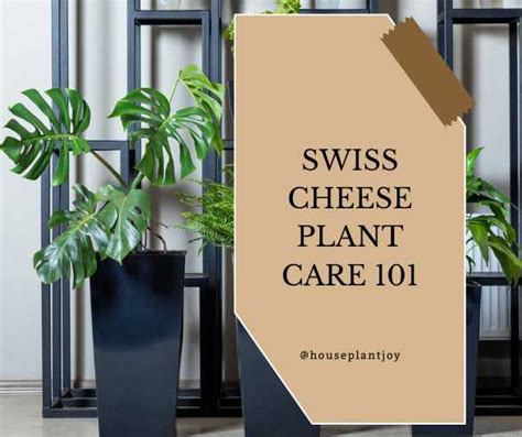 Swiss Cheese Plant Care 101 - HouseplantJoy.com