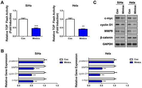 MiR 139 5p inhibits Wnt β catenin signaling in CC A SiHa or Hela