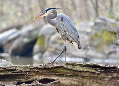 Senate Bill Will Provide Critical Support to Wetlands and Bird