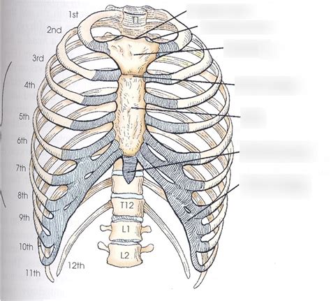 bony thorax anatomy Diagram | Quizlet