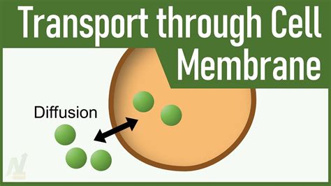 Mechanisms Of Transport Through The Cell Membrane