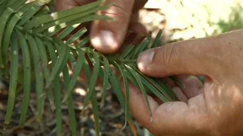 Wollemi Pine Taxonomy Description Habitat And Facts Britannica