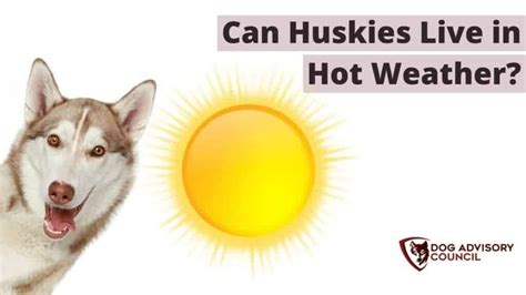 Top 10 Is It Bad To Have A Husky In Hot Weather You Need To Know