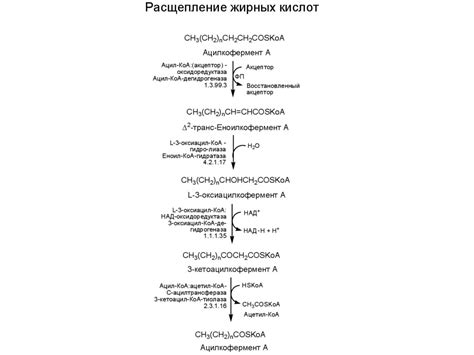 Бета-окисление жирных кислот - презентация онлайн
