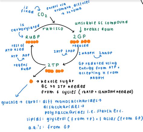 Light Independent Reaction Aka The Calvin Cycle Flashcards Quizlet