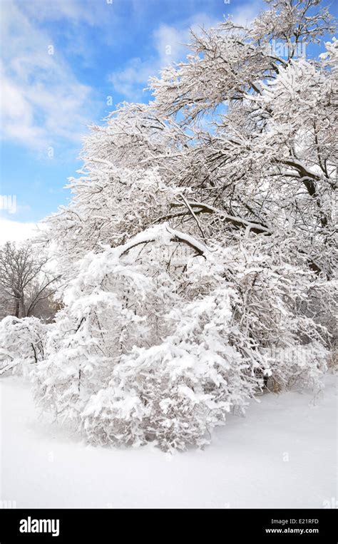 trees after ice storm Stock Photo - Alamy