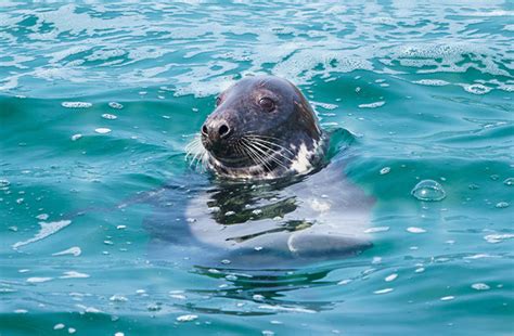 Boat Trips In St Ives Aspects Holidays