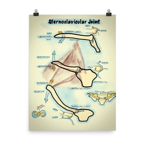 Sternoclavicular Joint Poster – Adaptable Polarity