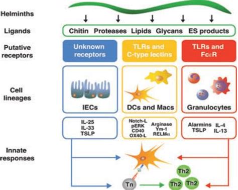 6 Innate Recognition Of Helminth Antigens The Figure Illustrated The