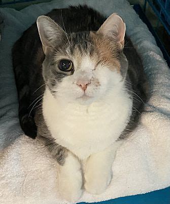 New York NY Domestic Shorthair Meet Calypso A Pet For Adoption