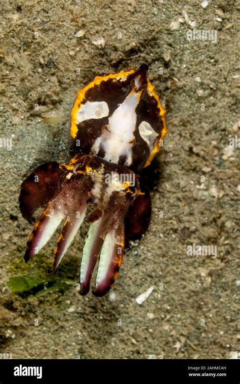 Flamboyant Cuttlefish Metasepia Pfefferi Stock Photo Alamy