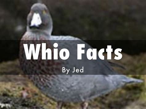 Whio Facts by Room 6 Halcombe school