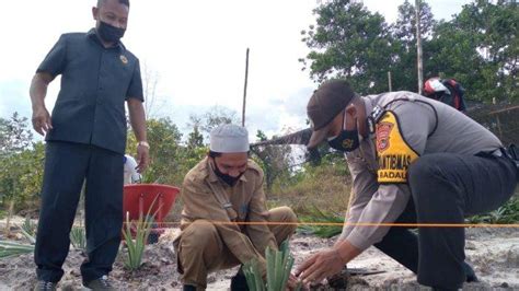 Pt Timah Tbk Bersama Kelompok Tani Aik Jelutung Kelola Lahan Bekas