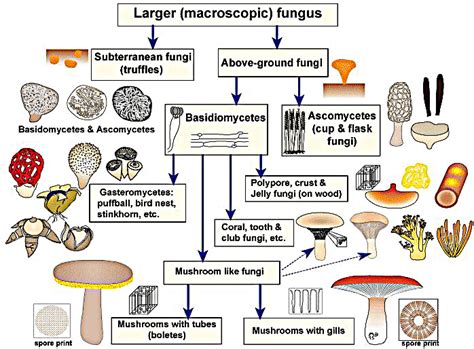 Micología Clasificación De Los Hongos