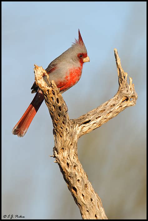 Pyrrhuloxia Page