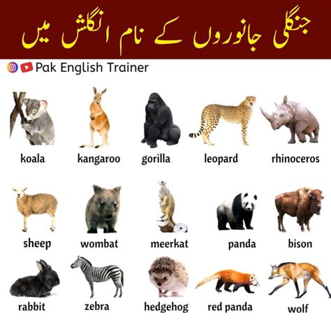 Name of wild animals in English - Pak English Trainer