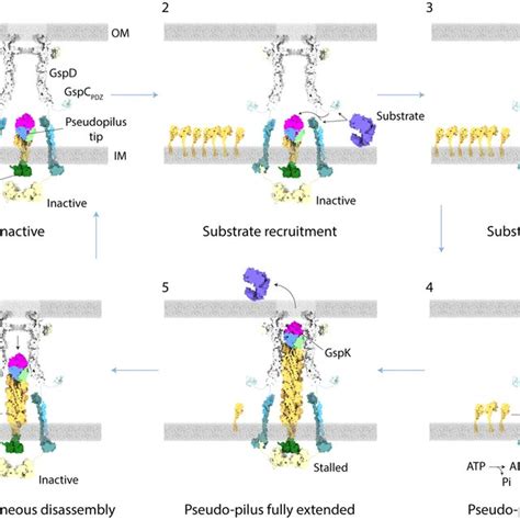 Type Ii Secretion System Outer Membrane Complex A Structure Of A